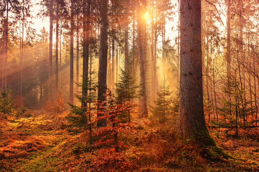 Enhance Your Gaming Focus with Nature Sounds
