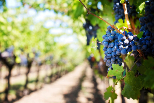 Decoding the Vine: From Vineyard to Wine